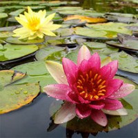 Lavon Octavia Carroll